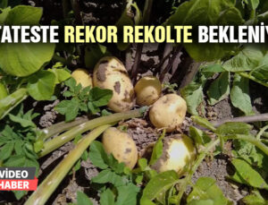 Patateste Rekor Rekolte Bekleniyor