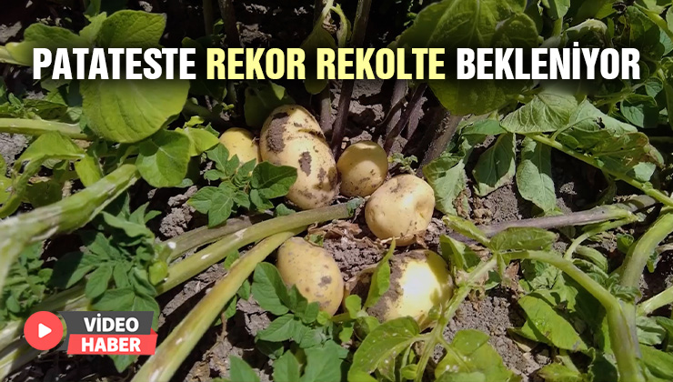 Patateste Rekor Rekolte Bekleniyor