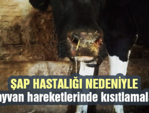 Şap Hastalığı Sebebiyle Hayvan Hareketlerinde Kısıtlamalar