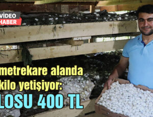 20 Metrekare Alanda 40 Kilo Yetişiyor: Kilosu 400 Tl