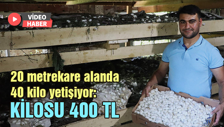 20 Metrekare Alanda 40 Kilo Yetişiyor: Kilosu 400 Tl