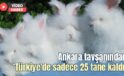 Ankara tavşanından Türkiye’de sadece 25 tane kaldı