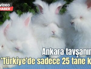 Ankara Tavşanından Türkiye’De Sadece 25 Tane Kaldı