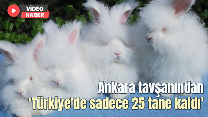 Ankara Tavşanından Türkiye’De Sadece 25 Tane Kaldı