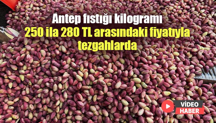 Antep Fıstığı Kilogramı 250 Ila 280 Tl Arasındaki Fiyatıyla Tezgahlarda