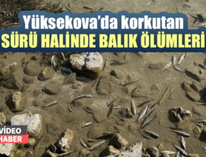 Yüksekova’da Sürü Halinde Balık Ölümleri Korkuttu