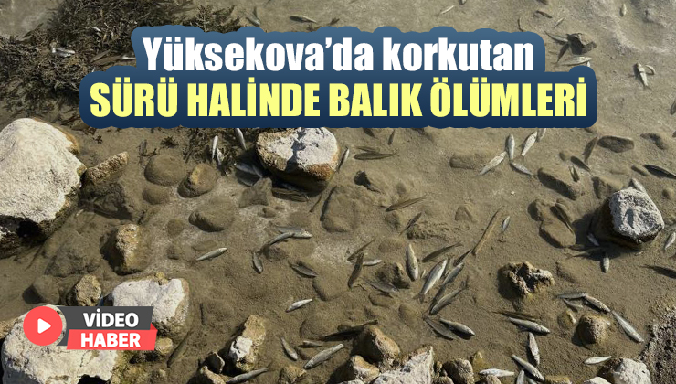 Yüksekova’da Sürü Halinde Balık Ölümleri Korkuttu