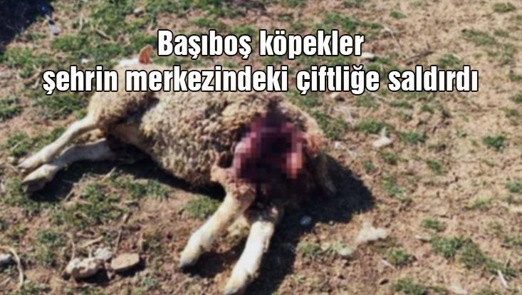 Başıboş Köpekler Şehrin Merkezindeki Çiftliğe Saldırdı