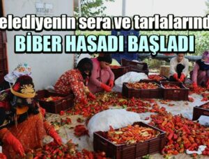 Belediyenin Sera Ve Tarlalarında Biber Hasadı Başladı