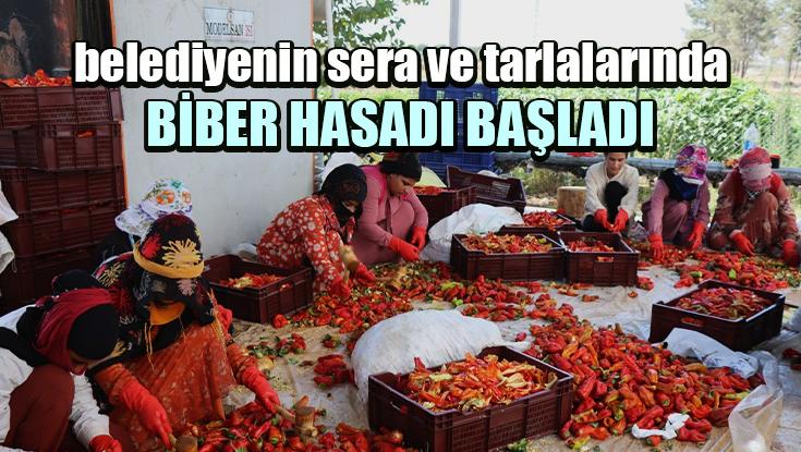 Belediyenin Sera Ve Tarlalarında Biber Hasadı Başladı