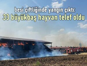 Besi Çiftliğinde Yangın Çıktı: 33 Büyükbaş Hayvan Telef Oldu