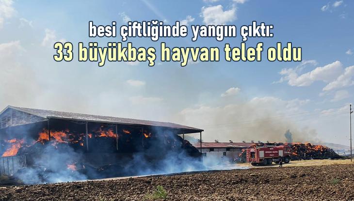 Besi Çiftliğinde Yangın Çıktı: 33 Büyükbaş Hayvan Telef Oldu