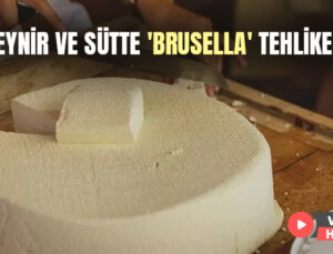 Peynir Ve Sütte ‘Brusella’ Tehlikesi