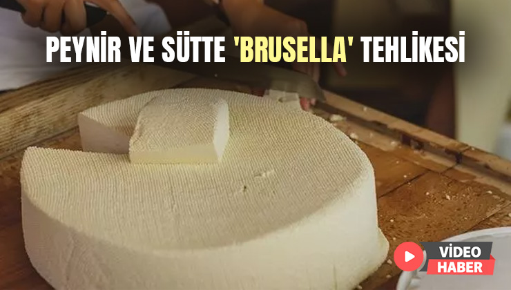 Peynir Ve Sütte ‘Brusella’ Tehlikesi