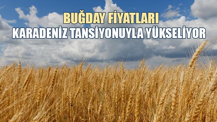 Buğday Fiyatları Karadeniz Tansiyonuyla Yükseliyor