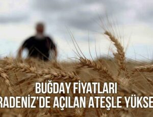 Buğday Fiyatları Karadeniz’de Açılan Ateşle Yükseldi