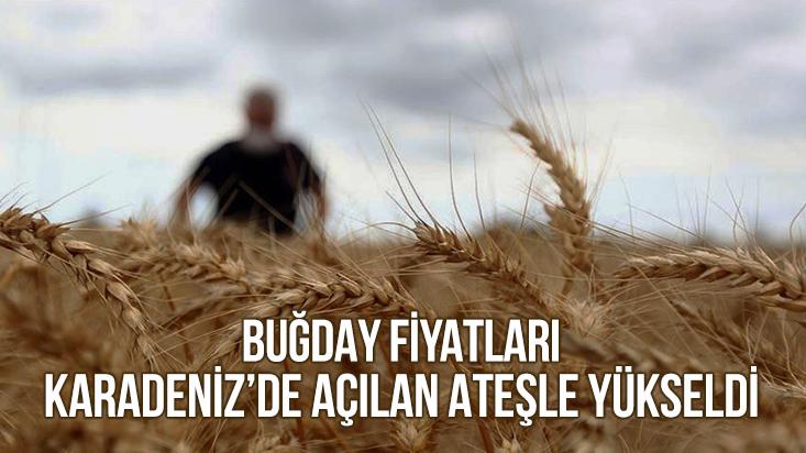 Buğday Fiyatları Karadeniz’de Açılan Ateşle Yükseldi