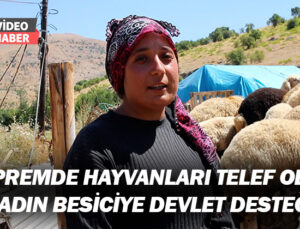 Depremde Hayvanları Telef Olan Kadın Besiciye Devlet Desteği