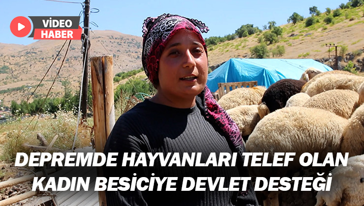 Depremde Hayvanları Telef Olan Kadın Besiciye Devlet Desteği