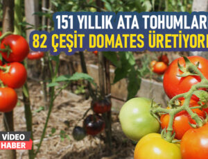 151 Yıllık Ata Tohumlarıyla 82 Çeşit Domates Üretiyorlar