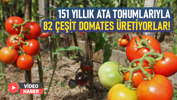 151 Yıllık Ata Tohumlarıyla 82 Çeşit Domates Üretiyorlar