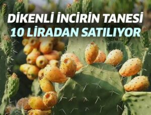 Fethiye’de Dikenli Incir Tanesi 10 Liradan Satılıyor