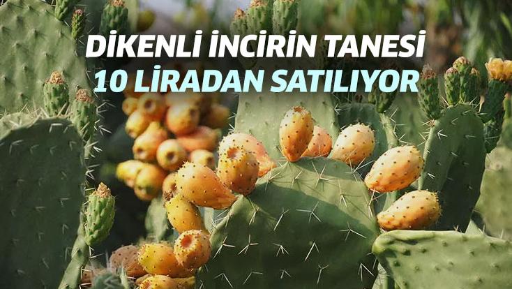 Fethiye’de Dikenli Incir Tanesi 10 Liradan Satılıyor