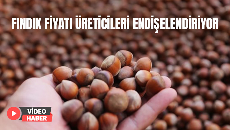 Fındık Fiyatı Üreticileri Endişelendiriyor