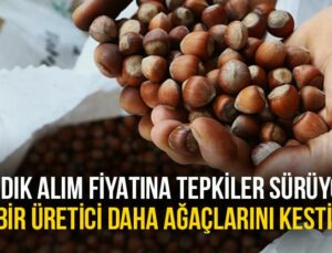 Fındık Alım Fiyatına Tepkiler Sürüyor: Bir Üretici Daha Ağaçlarını Kesti