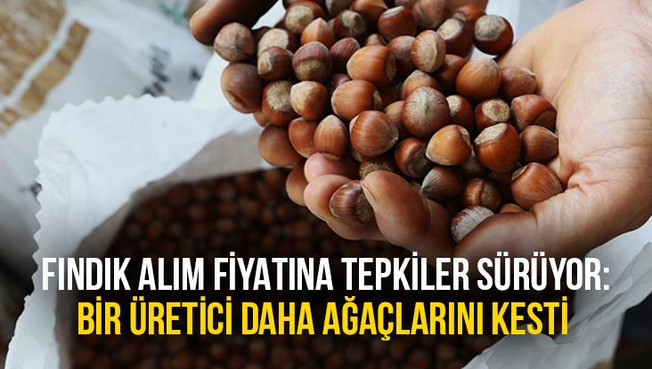 Fındık Alım Fiyatına Tepkiler Sürüyor: Bir Üretici Daha Ağaçlarını Kesti