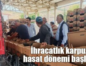 İhracatlık Karpuzda Hasat Dönemi Başladı