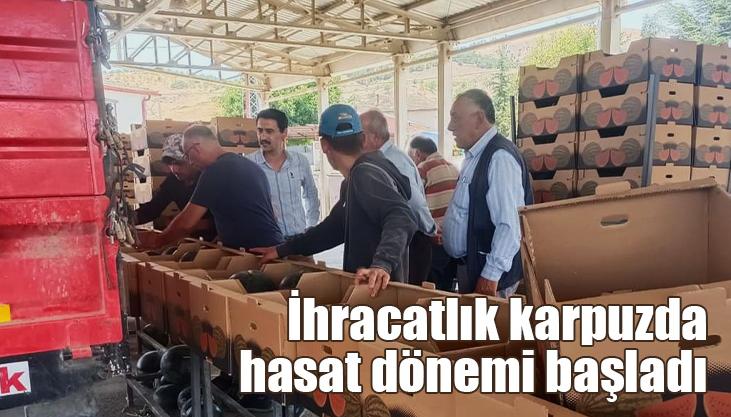 İhracatlık Karpuzda Hasat Dönemi Başladı