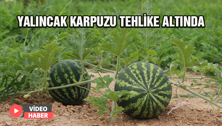 Yalıncak Karpuzu Tehlike Altında