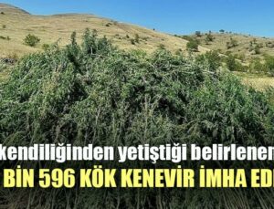 Kendiliğinden Yetiştiği Belirlenen 131 Bin 596 Kök Kenevir Imha Edildi