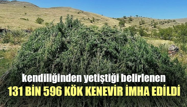 Kendiliğinden Yetiştiği Belirlenen 131 Bin 596 Kök Kenevir Imha Edildi