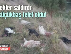 Köpekler Saldırdı: 36 Küçükbaş Telef Oldu!