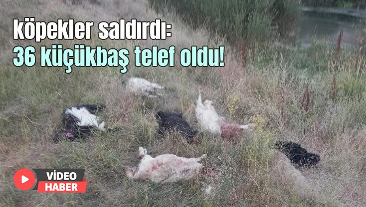 Köpekler Saldırdı: 36 Küçükbaş Telef Oldu!