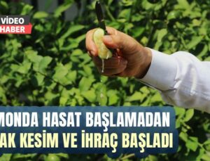 Limonda Hasat Başlamadan Kaçak Kesim Ve Ihraç Başladı