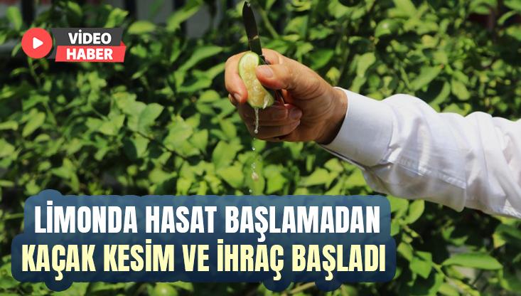 Limonda Hasat Başlamadan Kaçak Kesim Ve Ihraç Başladı