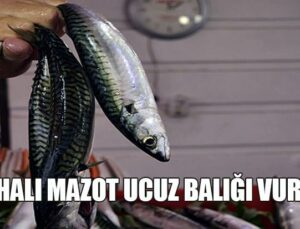 Pahalı Mazot Ucuz Balığı Vurdu