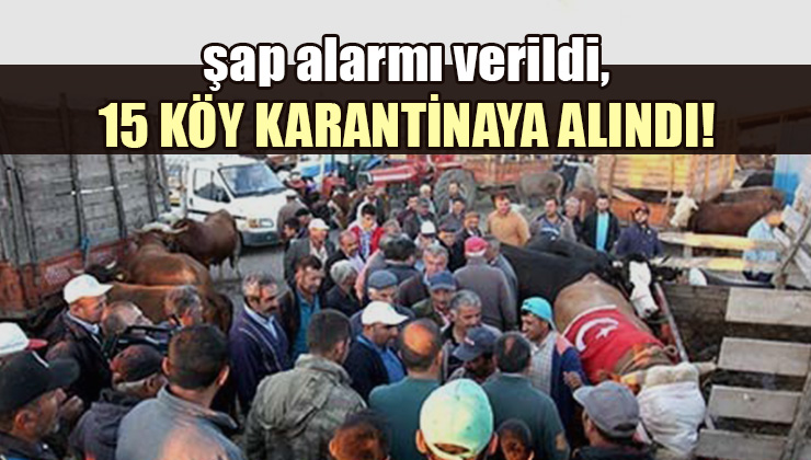 Çorum’Da Şap Alarmı, 15 Köy Karantinaya Alındı