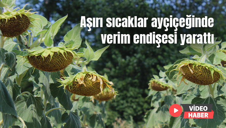 Aşırı Sıcaklar Ayçiçeğinde Verim Endişesi Yarattı