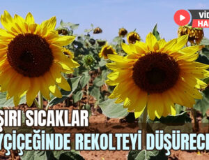 Aşırı Sıcaklar Ayçiçeğinde Rekolteyi Düşürecek