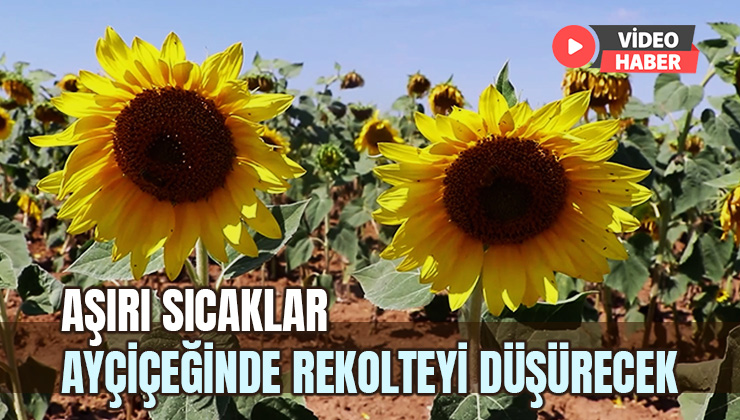 Aşırı Sıcaklar Ayçiçeğinde Rekolteyi Düşürecek