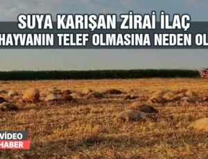 Suya Karışan Zirai Ilaç 85 Hayvanın Telef Olmasına Neden Oldu