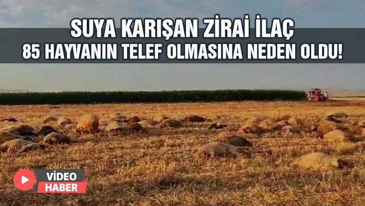 Suya Karışan Zirai Ilaç 85 Hayvanın Telef Olmasına Neden Oldu