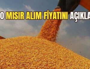 Tmo Mısır Alım Fiyatını Açıkladı