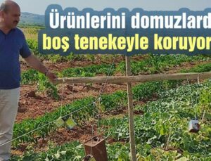 Ürünlerini Domuzlardan Boş Tenekeyle Koruyorlar