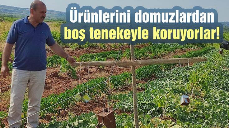 Ürünlerini Domuzlardan Boş Tenekeyle Koruyorlar