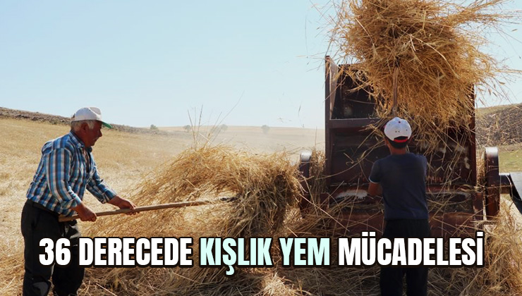 36 Derecede Kışlık Yem Mücadelesi